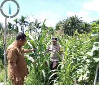 LAHAN TUMPANG SARI DESA TANDAN SARI BERHASIL JAGUNG PIPIL TUMBUH SUBUR