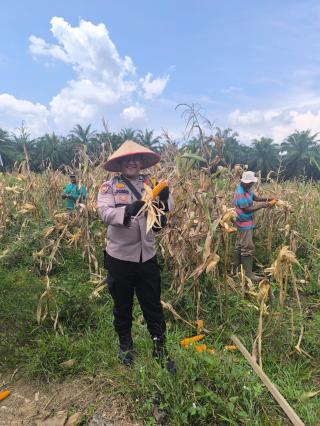 Polres Rokan Hulu Dukung Program Asta Cita Melalui Ketahanan Pangan Jenis Jagung