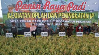 Panen Raya Ratusan Hektar Padi di Rokan Baru Pesisir, Bukti Nyata Kehadiran TNI