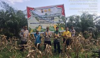 POLSEK KAMPAR KIRI GANDENG KELOMPOK TANI PANEN RAYA JAGUNG PIPIL 1 TON DI GUNUNG MULYA, HASILNYA KE 