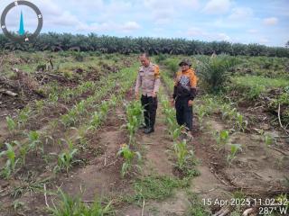 Bhabinkamtibmas Dukung Program Asta Cita, Pantau Ketahanan Pangan di PT. Riau Sawit Indah!