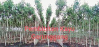 Sinergi Masyarakat dan Pemda,Gerunggang Bisa Jadi Tanaman Unggulan Lokal Riau