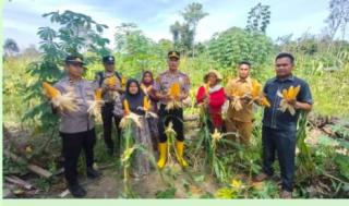 Polsek Rambah Samo Panen Raya Jagung 3 Ton di Lahan 7 Hektare Sei Sal