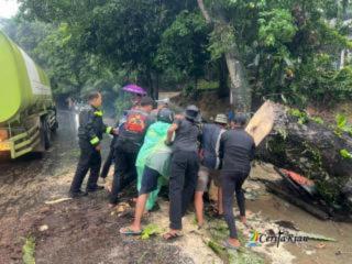 Pohon Tumbang Tutup Jalan Pekanbaru–Bangkinang, Polisi dan Warga Bergerak Cepat