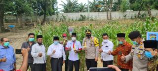 Wakapolda Bersama Ketum SantanNU dan Tokoh Masyarakat Panen Jagung di RA Kopi Aren