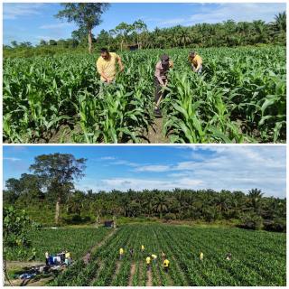 Mantap! Polsek Perhentian Raja Optimis Panen Jagung Akhir Tahun, Dukung Pangan Lokal!