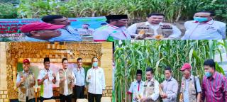 Panen Jagung di Kawasan Agrowisata RA Kopi Aren Dihadiri H Syahrial Abdi