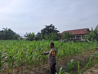 Wujudkan Asta Cita Pangan, Bhabinkamtibmas Tapung Hilir Lakukan Pemantauan Lahan Jagung Desa