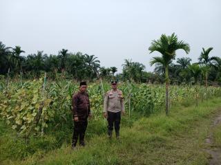 POLSEK TAPUNG HILIR HADIR CEK PERKEMBANGAN JAGUNG TUMPANG SARI DI DESA TANDAN SARI