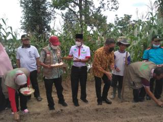 Kapolda Riau Bersama Sejumlah Tokoh Panen Jagung di Kawasan Agrowisata RA Kopi Aren