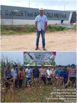 Panen raya jagung pipil tahap kedua atas program CSR unggulan PT sumber Tani Agung oils and fats 