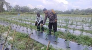 Bhabinkamtibmas kapolsek bukit kapur.  Bersama petani pengecekan tanaman