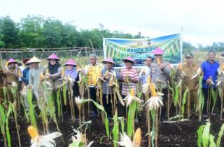 Panen Jagung Bersama Dalam Rangka Mendukung Swasembada Pangan Tahun 2026 Desa Sukamaju