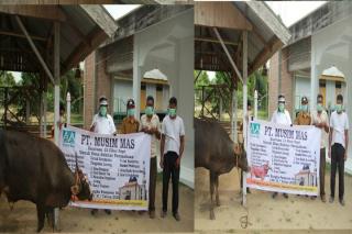 PT MUSIM MAS Qurban 12 Ekor ke Kelurahan dan Desa Sekitaran