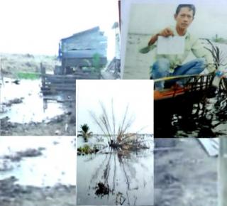 Diduga Kena Limbah Chevron Ratusan Ha Kebun Sawit Petani Mati