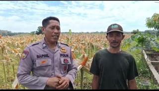 Polsek Kampar Kiri Periksa Tanaman Jagung Kelompok Tani Presisi  Kondisi Bagus, Siap Panen Bulan 