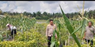 Kapolsek Tapung Hilir Dorong Kemandirian Pangan, Motivasi Warga Desa Kijang Makmur!  