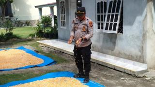 Kapolsek Perhentian Raja Cek Proses Pengeringan Jagung Pipil Poktan, Dukung Program Ketahanan Pangan