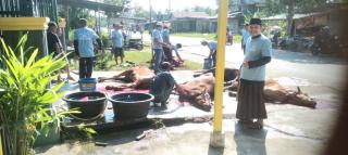 Semangat Berbagi di Hari Raya Iduladha 1447 H, Keluarga H. Nor Muhamad Sembelih 6 Ekor Sapi Kurban u