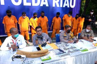 Polda Riau Tangkap 3 Orang Tersangka Sindikat Perdagangan Gading Gajah