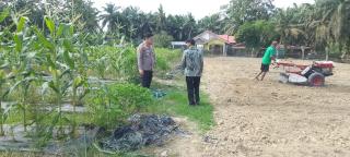 Kapolsek Tapung Hilir Semangati Warga Desa Cinta Damai, Dukung Ketahanan Pangan di Lahan Desa!