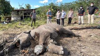 Kasus Anak Gajah Mati di TNTN, Ditreskrimsus Polda Riau Tetapkan Pemilik Lahan sebagai Tersangka