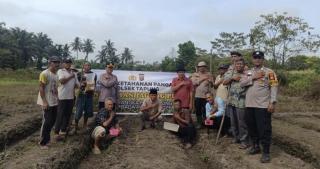 POLSEK TAPUNG KEMBALI TANAM JAGUNG PIPIL