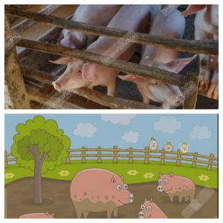 Warga Kecewa ,Terkait Kisruh Adanya Peternakan Kandang Babi di Kelurahan Agrowisata.