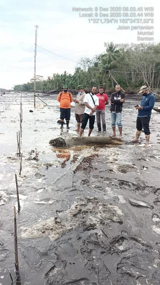 LUAR BIASA,TENAGA AHLI MENLHK NILAI PEN-PKM MUNTAI BARAT TERBAIK
