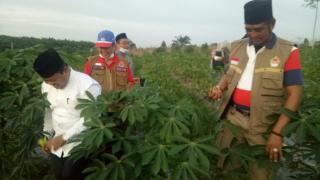 PJ.SEKDA RIAU H.MASRUL KASMY , KETUA MUI RIAU ,KETUA LAM RIAU Menanam Jagung