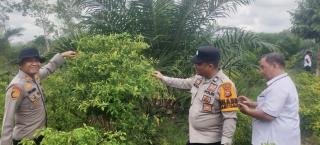 Polsek Kampar Kiri Hilir Periksa Taman P2B Sayuran Cabe & Terong Tumbuh Baik Dukung Ketahtanan Panga