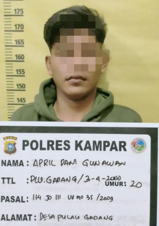 Polsek Bangkinang Barat Tangkap 2 Pengedar Narkotika Jenis Daun Ganja Kering