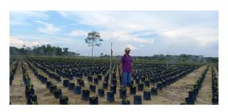 PEREMAJAAN SAWIT RAKYAT DI KUANSING BERJALAN LAMBAT KARENA BIBIT.