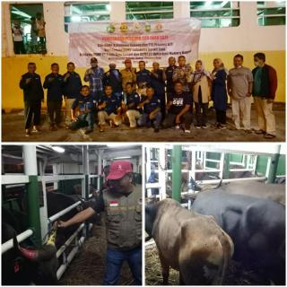 550 Ekor Sapi BUMP Riau Tiba di Pelabuhan Dumai